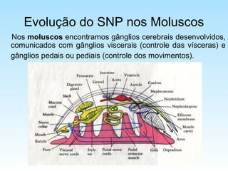 Evolução do SNP nos Moluscos
Nos moluscos encontramos gânglios cerebrais desenvolvidos,
comunicados com gânglios viscerais (controle das vísceras) e
gânglios pedais ou pediais (controle dos movimentos).
 