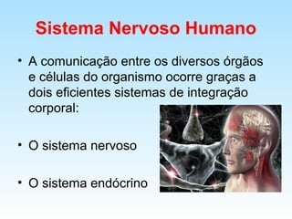 Sistema Nervoso Humano
• A comunicação entre os diversos órgãos
e células do organismo ocorre graças a
dois eficientes sistemas de integração
corporal:
• O sistema nervoso
• O sistema endócrino
 