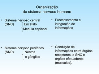 Organização
do sistema nervoso humano
• Sistema nervoso central
(SNC) Encéfalo
Medula espinhal
• Sistema nervoso periférico
(SNP) Nervos
e gânglios
• Processamento e
integração de
informações
• Condução de
informações entre órgãos
receptores, o SNC e
órgãos efetuadores
(músculos).
 