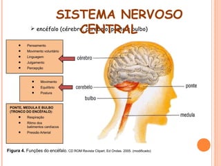 SISTEMA NERVOSO
 encéfalo (cérebro, cerebelo, ponte e bulbo)
CENTRAL

 