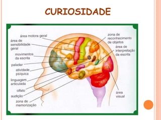 CURIOSIDADE

 