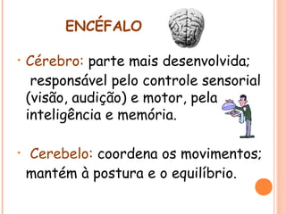 ENCÉFALO
•

Cérebro: parte mais desenvolvida;
responsável pelo controle sensorial
(visão, audição) e motor, pela
inteligência e memória.

•

Cerebelo: coordena os movimentos;
mantém à postura e o equilíbrio.

 