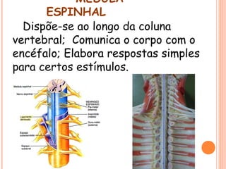 MEDULA
ESPINHAL
Dispõe-se ao longo da coluna
vertebral; Comunica o corpo com o
encéfalo; Elabora respostas simples
para certos estímulos.

 