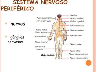 SISTEMA NERVOSO
PERIFÉRICO


nervos

 gânglios

nervosos

 