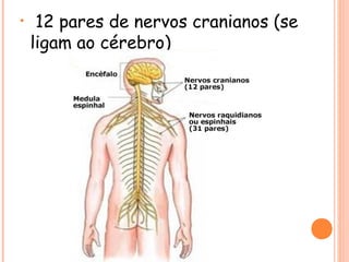 •

12 pares de nervos cranianos (se
ligam ao cérebro)

 