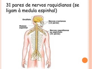 31 pares de nervos raquidianos (se
ligam à medula espinhal)

 