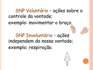 SNP Voluntário – ações sobre o
controle da vontade;
exemplo: movimentar o braço.
SNP Involuntário – ações
independem da nossa vontade;
exemplo: respiração.

 