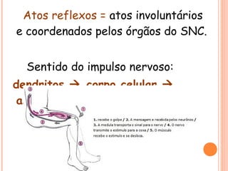 Atos reflexos = atos involuntários
e coordenados pelos órgãos do SNC.
Sentido do impulso nervoso:
dendritos  corpo celular 
axônio

 