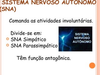 SISTEMA NERVOSO AUTÔNOMO
(SNA)
Comanda as atividades involuntárias.
Divide-se em:
 SNA Simpático
 SNA Parassimpático
Têm função antagônica.

 