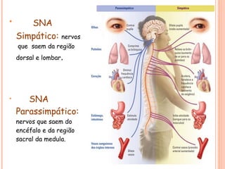 •

SNA
Simpático:

nervos

que saem da região
dorsal e lombar.

•

SNA
Parassimpático:
nervos que saem do
encéfalo e da região
sacral da medula.

 