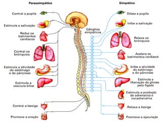 Sistema nervoso