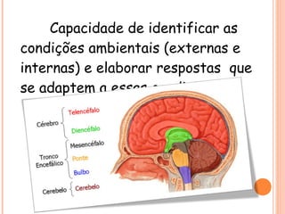 Capacidade de identificar as
condições ambientais (externas e
internas) e elaborar respostas que
se adaptem a essas condições.

 