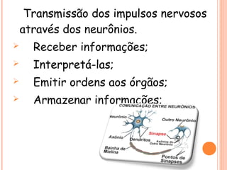 Transmissão dos impulsos nervosos
através dos neurônios.


Receber informações;



Interpretá-las;



Emitir ordens aos órgãos;



Armazenar informações;

 