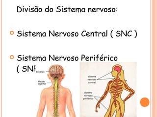 Divisão do Sistema nervoso:


Sistema Nervoso Central ( SNC )



Sistema Nervoso Periférico
( SNP )

 