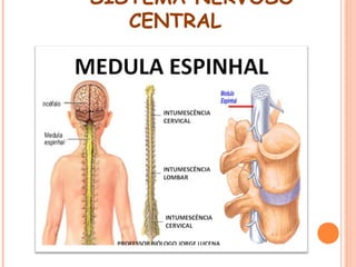 SISTEMA NERVOSO
CENTRAL

 