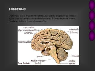 Cérebro
É dividido em dois hemisférios (direitos e esquerdos) com a superfície cheia de pregas,
chamadas circunvolunções.A...