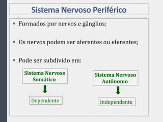 Sistema Nervoso Periférico
 Formados por nervos e gânglios;
 Os nervos podem ser aferentes ou eferentes;
 Pode ser subdivido em:
Sistema Nervoso
Somático
Sistema Nervoso
Autônomo
Dependente Independente
 