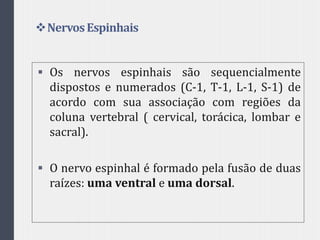 NervosEspinhais
 Os nervos espinhais são sequencialmente
dispostos e numerados (C-1, T-1, L-1, S-1) de
acordo com sua associação com regiões da
coluna vertebral ( cervical, torácica, lombar e
sacral).
 O nervo espinhal é formado pela fusão de duas
raízes: uma ventral e uma dorsal.
 