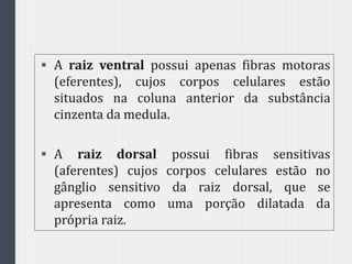  A raiz ventral possui apenas fibras motoras
(eferentes), cujos corpos celulares estão
situados na coluna anterior da substância
cinzenta da medula.
 A raiz dorsal possui fibras sensitivas
(aferentes) cujos corpos celulares estão no
gânglio sensitivo da raiz dorsal, que se
apresenta como uma porção dilatada da
própria raiz.
 