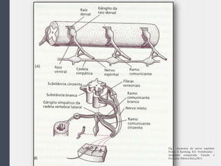  Figura 16.7
Fig. Anatomia do nervo espinhal.
Fonte: h Kardong, K.V. Vertebrados -
Anatomia comparada, Função e
Evolução. Editora Roca,2011
 