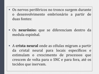  Os nervos periféricos no tronco surgem durante
o desenvolvimento embrionário a partir de
duas fontes:
 Os neurônios que se diferenciam dentro da
medula espinhal.
 A crista neural onde as células migram a partir
da cristal neural para locais específicos e
estimulam o crescimento de processos que
crescem de volta para o SNC e para fora, até os
tecidos que inervam.
 