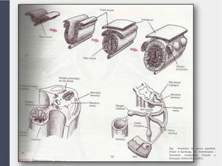 Fig. Anatomia do nervo espinhal.
Fonte: h Kardong, K.V. Vertebrados -
Anatomia comparada, Função e
Evolução. Editora Roca,2011
 