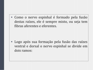  Como o nervo espinhal é formado pela fusão
destas raízes, ele é sempre misto, ou seja tem
fibras aferentes e eferentes.
 Logo após sua formação pela fusão das raízes
ventral e dorsal o nervo espinhal se divide em
dois ramos:
 