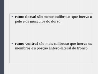  ramo dorsal são menos calibroso que inerva a
pele e os músculos do dorso.
 ramo ventral são mais calibroso que inerva os
membros e a porção ântero-lateral do tronco.
 