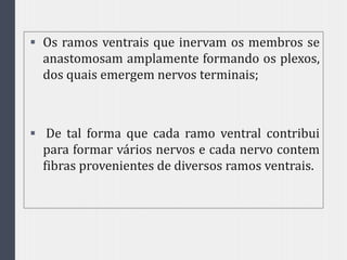  Os ramos ventrais que inervam os membros se
anastomosam amplamente formando os plexos,
dos quais emergem nervos terminais;
 De tal forma que cada ramo ventral contribui
para formar vários nervos e cada nervo contem
fibras provenientes de diversos ramos ventrais.
 