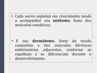  Cada nervo espinhal em crescimento tende
a acompanhar seu miótomo, fonte dos
músculos somáticos;
 E seu dermátomo, fonte do tecido
conjuntivo e dos músculos dérmicos
embrionários adjacentes, conforme se
espalham e se diferenciam durante o
desenvolvimento.
 