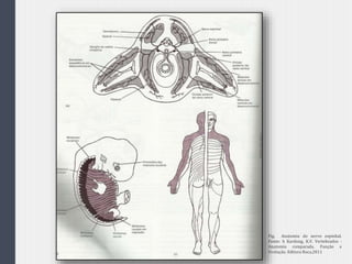 Fig. Anatomia do nervo espinhal.
Fonte: h Kardong, K.V. Vertebrados -
Anatomia comparada, Função e
Evolução. Editora Roca,2011
 