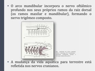  O arco mandibular incorpora o nervo oftálmico
profundo nos seus próprios ramos da raiz dorsal
(os ramos maxilar e mandibular), formando o
nervo trigêmeo composto.
 A mudança da vida aquática para terrestre está
refletida nos nervos cranianos.
Fig. Anatomia do nervo espinhal.
Fonte: h Kardong, K.V. Vertebrados -
Anatomia comparada, Função e
Evolução. Editora Roca,2011
 