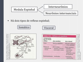  Há dois tipos de reflexo espinhal;
Medula Espinhal
Interneurônios
Neurônios internunciais
Somático Visceral
Fig.8arcosreflexossomaticoaevsceraisdemamiferos
Fonte:hKardong,K.V.Vertebrados-Anatomiacomparada,
FunçãoeEvolução.EditoraRoca,2011
Fig.9tabelareflexosemmamiferosFonte:hKardong,K.V.
Vertebrados-Anatomiacomparada,FunçãoeEvolução.
EditoraRoca,2011
 