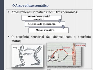 Arcoreflexosomático
 Arcos reflexos somáticos inclui três neurônios:
 O neurônio sensorial faz sinapse com o neurônio
motor;
Neurônio sensorial
somático
Neurônio de associação
Motor somático
músculo
receptor
Fig.10 e 11. arcos reflexos somaticoa Fonte:
http://www.anthroposophie.net/peter/Denken/bilder/Reflexbo
gen.gif
 
