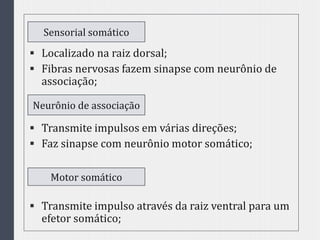  Localizado na raiz dorsal;
 Fibras nervosas fazem sinapse com neurônio de
associação;
 Transmite impulsos em várias direções;
 Faz sinapse com neurônio motor somático;
 Transmite impulso através da raiz ventral para um
efetor somático;
Sensorial somático
Neurônio de associação
Motor somático
 