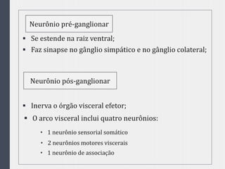  Se estende na raiz ventral;
 Faz sinapse no gânglio simpático e no gânglio colateral;
 Inerva o órgão visceral efetor;
Neurônio pré-ganglionar
Neurônio pós-ganglionar
 O arco visceral inclui quatro neurônios:
• 1 neurônio sensorial somático
• 2 neurônios motores viscerais
• 1 neurônio de associação
 