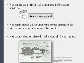  Nos amniotas a raiz dorsal transporta informação
sensorial;
 Nos anamniotas, existe uma variação na estrutura das
vias nervosas espinhais e na informação;
 Nas Lampreias, as raízes dorsal e ventral não se juntam;
Somática ou visceral
Fig. 12. Circuitos somaticoa e vscerais.
Fonte: h Kardong, K.V. Vertebrados -
Anatomia comparada, Função e Evolução.
Editora Roca,2011
 