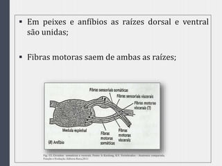  Em peixes e anfíbios as raízes dorsal e ventral
são unidas;
 Fibras motoras saem de ambas as raízes;
Fig. 13. Circuitos somaticoa e vscerais. Fonte: h Kardong, K.V. Vertebrados - Anatomia comparada,
Função e Evolução. Editora Roca,2011
 