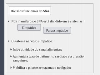  Nos mamíferos, o SNA está dividido em 2 sistemas:
 O sistema nervoso simpático:
Divisões funcionais do SNA
Simpático
Parassimpático
Inibe atividade do canal alimentar;
Aumenta a taxa de batimento cardíaco e a pressão
sanguínea;
Mobiliza a glicose armazenado no fígado;
 