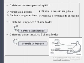  O sistema nervoso parassimpático:
 O sistema simpático é chamado de:
 O sistema parassimpático é chamado de:
 Diminui a pressão sanguínea; Aumenta a digestão;
 Diminui a carga cardíaca;  Promove a formação do glicogênio
Controle Adrenérgico
Controle Colinérgico
Fig. 14. Neurotransmissores do sistema nervoso autonomo
Fonte: h Kardong, K.V. Vertebrados - Anatomia comparada,
Função e Evolução. Editora Roca,2011
 