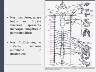  Nos mamíferos, quase
todos os órgãos
viscerais apresenta
inervação simpática e
parassimpática;
 Nos Ciclóstomos, o
sistema nervoso
autônomo é
incompleto;
Fig. 15. sistema simpatico Fonte: h Kardong, K.V. Vertebrados - Anatomia comparada, Função e
Evolução. Editora Roca,2011
 