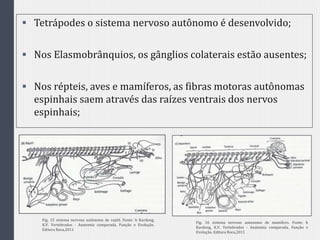  Tetrápodes o sistema nervoso autônomo é desenvolvido;
 Nos Elasmobrânquios, os gânglios colaterais estão ausentes;
 Nos répteis, aves e mamíferos, as fibras motoras autônomas
espinhais saem através das raízes ventrais dos nervos
espinhais;
Fig. 15 sistema nervoso autônomo de reptil. Fonte: h Kardong,
K.V. Vertebrados - Anatomia comparada, Função e Evolução.
Editora Roca,2011
Fig. 16 sistema nervoso autonomo de mamifero. Fonte: h
Kardong, K.V. Vertebrados - Anatomia comparada, Função e
Evolução. Editora Roca,2011
 