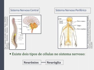 SistemaNervosoCentral SistemaNervosoPeriférico
 Existe dois tipos de células no sistema nervoso:
Neurônios Neuróglia
Fig1.sistemavervodocentra.Fonte:DUARTE,
Hamilton.Anatomiahumana.Florianopolis:
EAD,2009
Fig2.sistemavervodoperiferico.Fonte:DUARTE,
Hamilton.Anatomiahumana.Florianopolis:
EAD,2009
 