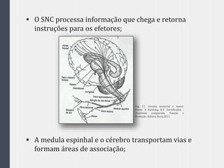  O SNC processa informação que chega e retorna
instruções para os efetores;
 A medula espinhal e o cérebro transportam vias e
formam áreas de associação;
Fig. 17, circuito sensorial e motor.
Fonte: h Kardong, K.V. Vertebrados -
Anatomia comparada, Função e
Evolução. Editora Roca,2011
 