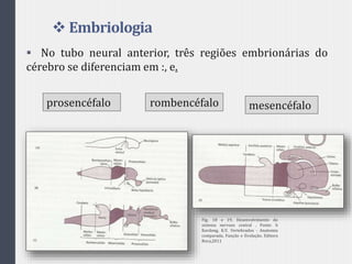  Embriologia
 No tubo neural anterior, três regiões embrionárias do
cérebro se diferenciam em :, e.
prosencéfalo mesencéfalorombencéfalo
Fig. 18 e 19, Desenvolvimento do
sistema nervoso central . Fonte: h
Kardong, K.V. Vertebrados - Anatomia
comparada, Função e Evolução. Editora
Roca,2011
 