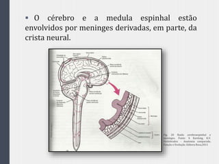  O cérebro e a medula espinhal estão
envolvidos por meninges derivadas, em parte, da
crista neural.
Fig. 20 fluido cerebroespinhal e
meninges. Fonte: h Kardong, K.V.
Vertebrados - Anatomia comparada,
Função e Evolução. Editora Roca,2011
 