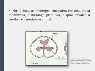  Nos peixes, as meninges consistem em uma única
membrana, a meninge primitiva, a qual envolve o
cérebro e a medula espinhal.
Fig. 21 fluido cerebroespinhal e
meninges. Em peixes. Fonte: h Kardong,
K.V. Vertebrados - Anatomia comparada,
Função e Evolução. Editora Roca,2011
 
