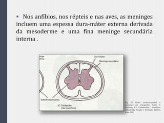  Nos anfíbios, nos répteis e nas aves, as meninges
incluem uma espessa dura-máter externa derivada
da mesoderme e uma fina meninge secundária
interna .
Fig. 22 fluido cerebroespinhal e
meninges em tetrapodes. Fonte: h
Kardong, K.V. Vertebrados - Anatomia
comparada, Função e Evolução. Editora
Roca,2011
 
