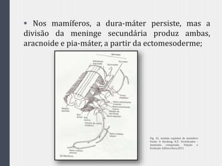  Nos mamíferos, a dura-máter persiste, mas a
divisão da meninge secundária produz ambas,
aracnoide e pia-máter, a partir da ectomesoderme;
Fig. 22. medula espinhal de mamifero
Fonte: h Kardong, K.V. Vertebrados -
Anatomia comparada, Função e
Evolução. Editora Roca,2011
 