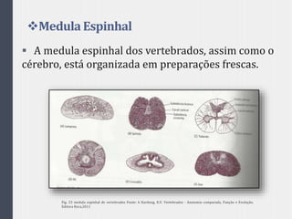 Medula Espinhal
 A medula espinhal dos vertebrados, assim como o
cérebro, está organizada em preparações frescas.
Fig. 23 medula espinhal de vertebrados Fonte: h Kardong, K.V. Vertebrados - Anatomia comparada, Função e Evolução.
Editora Roca,2011
 